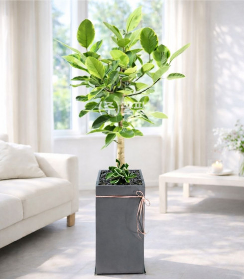 뱅갈고무나무 (회색사각화분)