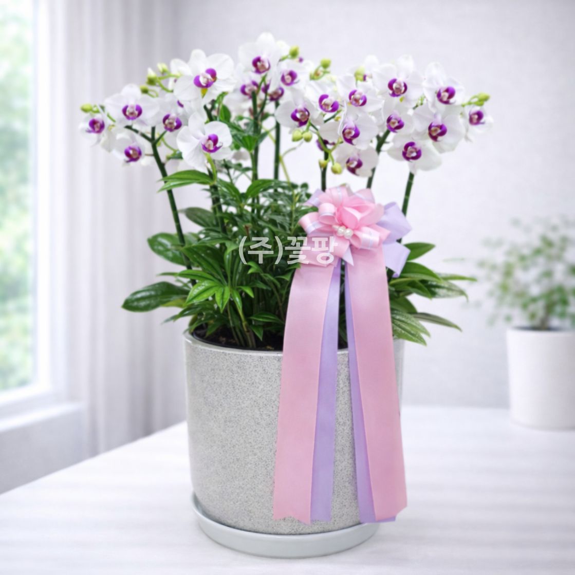 호접(뉴화이트)