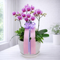 호접(엘레강스)A