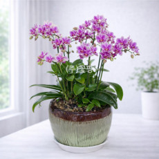 미니호접(핑크)