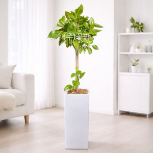 뱅갈고무나무(고급형)